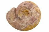 Jurassic Ammonite (Hildoceras?) Fossil - Morocco #289685-1